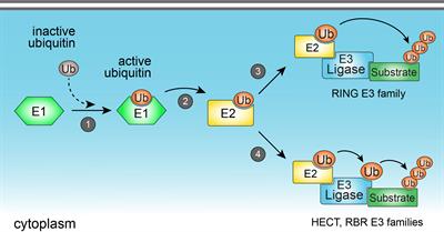 Uncovering new insights into the role of the ubiquitin ligase Smurf1 on the regulation of innate immune signaling and resistance to infection